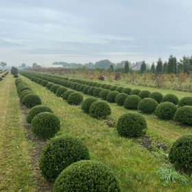 Ilex Crenata Dark Green Topiary Balls Form Plants