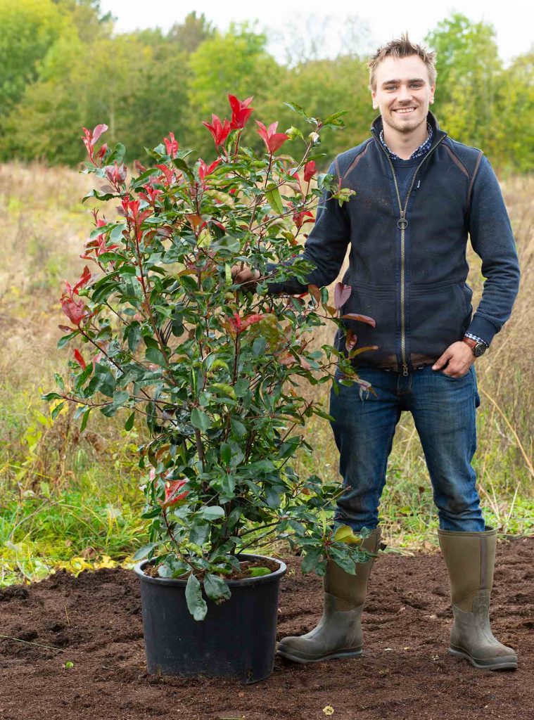 Red Robin Evergreen Hedging | Form Plants