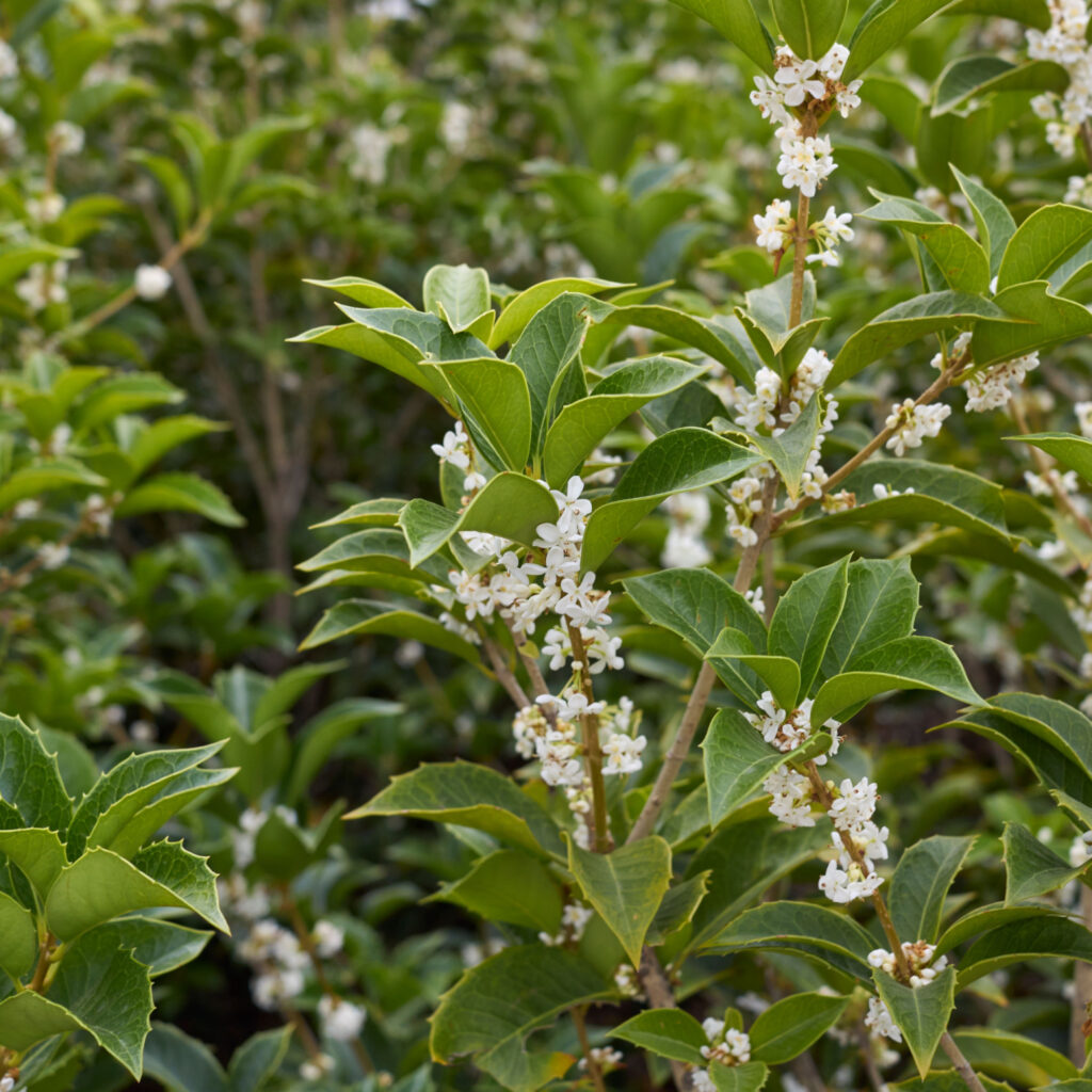 Amelanchier lamarkii 200 to 250cm Multistem Trees | Form Plants