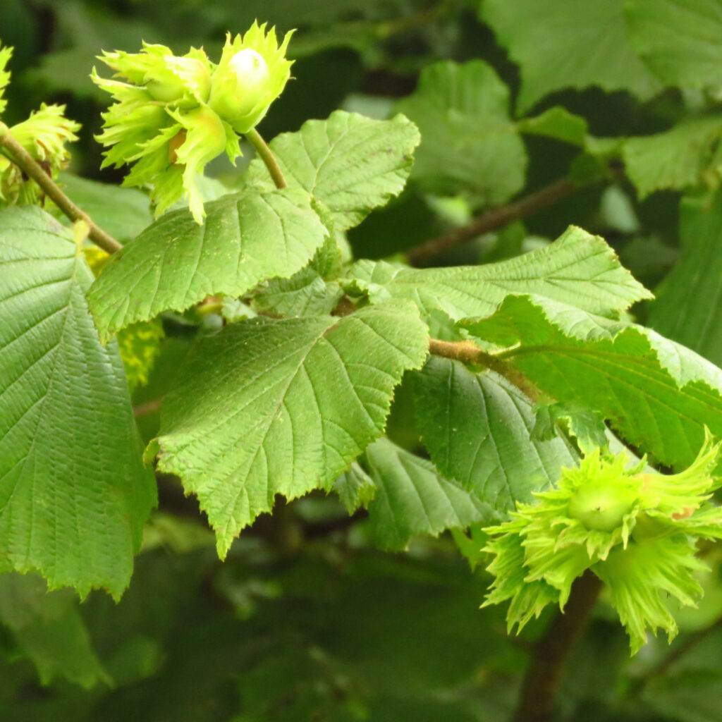 Hazel Multistem Trees | Form Plants