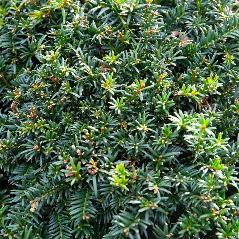 Taxus baccata topiary foliage close up.